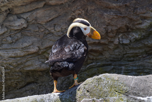 Adorable tufted puffin, Oregon, USA