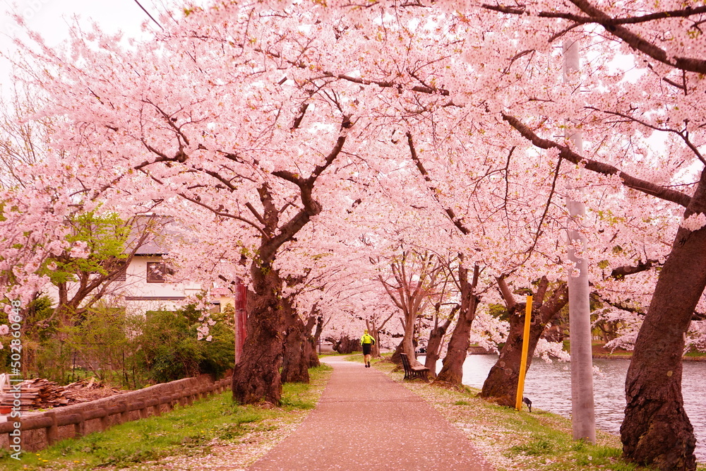 Pink Sakura or Cherry Blossom Tunnel at Hirosaki Castle in Aomori, Japan - 日本 青森 弘前城 桜のトンネル Pink Sakura or Cherry Blossom Tunnel at Hirosaki Castle in Aomori, Japan - 日本 青森 弘前城 桜のトンネル