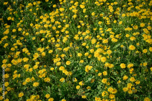 Field of yellow dandelion flowers. Blooming dandelion.