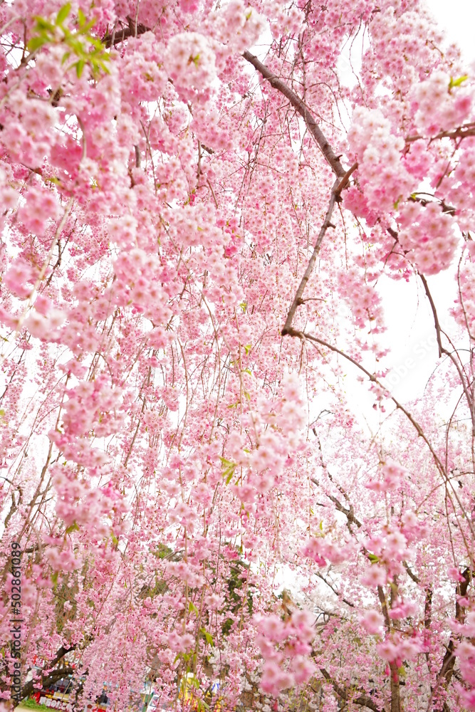Drooping Pink Sakura or Cherry Blossom Flower at Hirosaki Castle in Aomori, Japan - 日本 青森 弘前城 しだれ桜 Drooping Pink Sakura or Cherry Blossom Flower at Hirosaki Castle in Aomori, Japan - 日本 青森 弘前城 しだれ桜