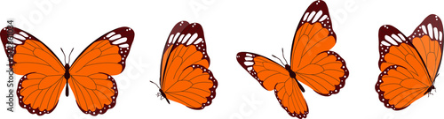 Vector set of beautiful colorful butterflies on a white background photo