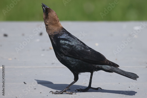 Cowbirds hanging around, male and female on bright spring day eating bird seed and pairing up for mating season.  photo