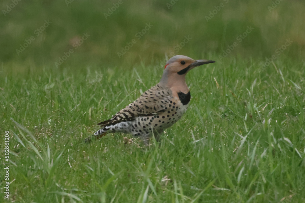 Flicker on lawn pecking for insects Flicker on lawn pecking for insects
