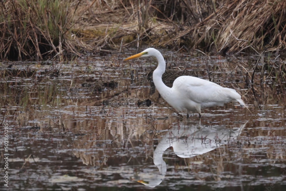 Egret in swamp fishing for food on overcast spring day Egret in swamp fishing for food on overcast spring day