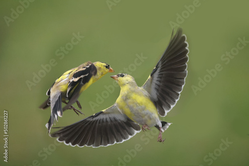 Male and Female goldfinches half way through molt on a spring day flapping and fighting over food and mates 