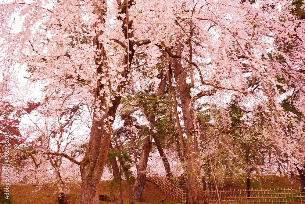 Drooping Pink Sakura or Cherry Blossom Flower at Hirosaki Castle in Aomori, Japan - 日本 青森 弘前城 しだれ桜 Drooping Pink Sakura or Cherry Blossom Flower at Hirosaki Castle in Aomori, Japan - 日本 青森 弘前城 しだれ桜