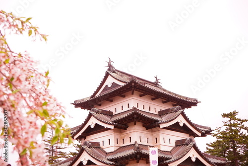Hirosaki Castle surrounded by Pink Sakura or Cherry Blossom in Aomori  Japan -                                  