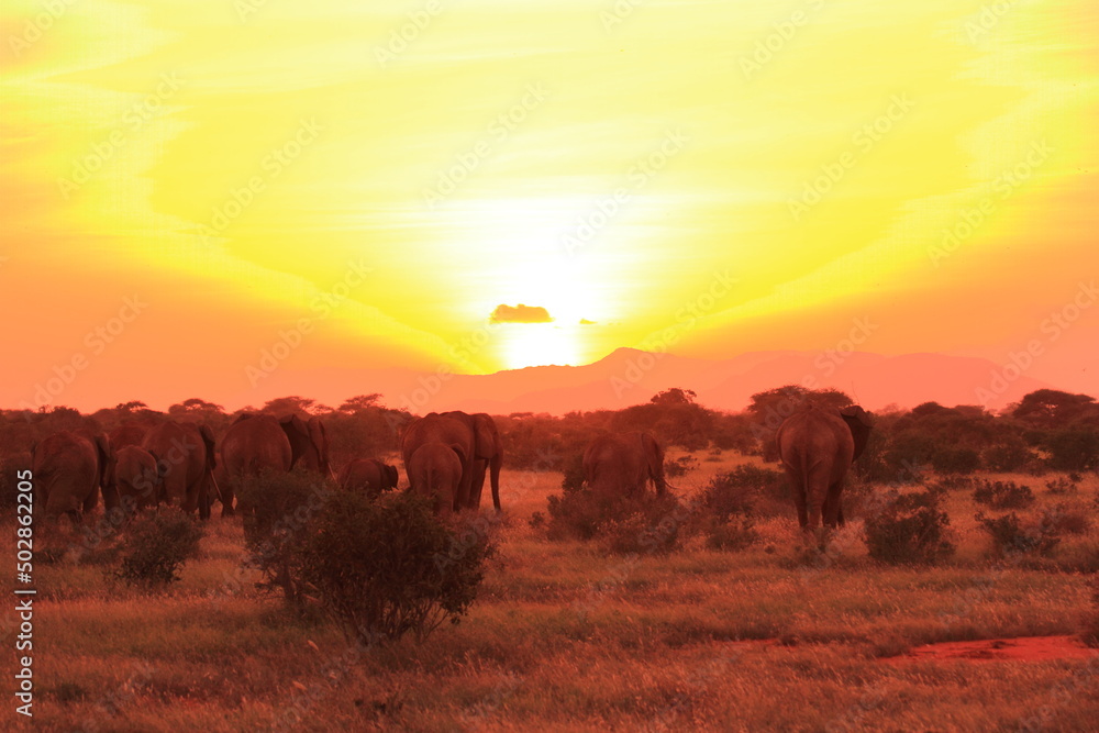 夕日に向かって進む象の群れ