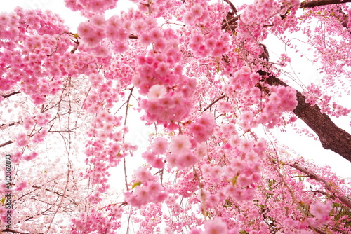 Drooping Pink Sakura or Cherry Blossom Flower at Hirosaki Castle in Aomori, Japan - 日本 青森 弘前城 しだれ桜