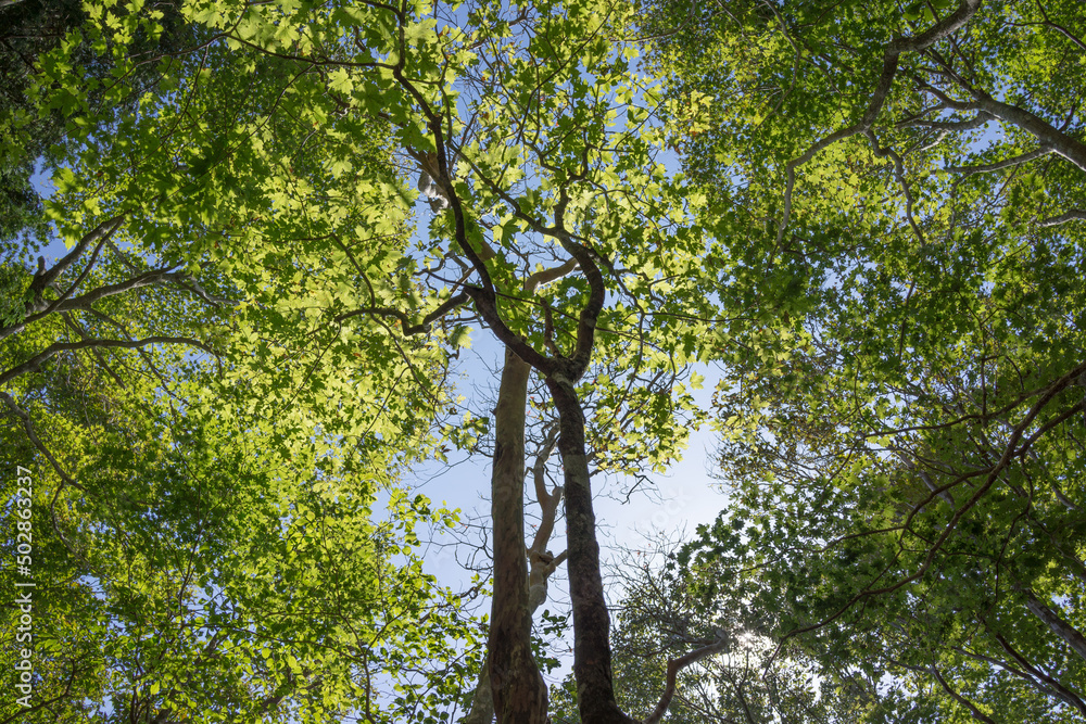 Fototapeta premium Young trees in the forest, low angle