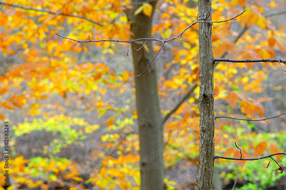 beautiful detailed tree bark in an autumn forest beautiful detailed tree bark in an autumn forest