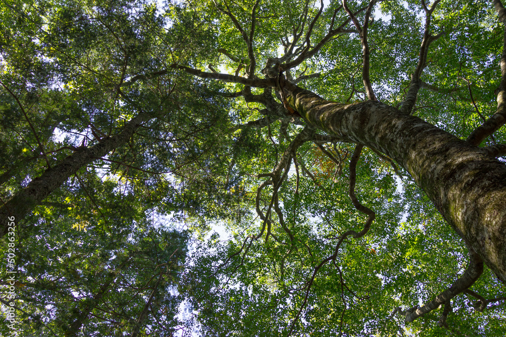 Fototapeta premium oak and other trees in the forest, low angle
