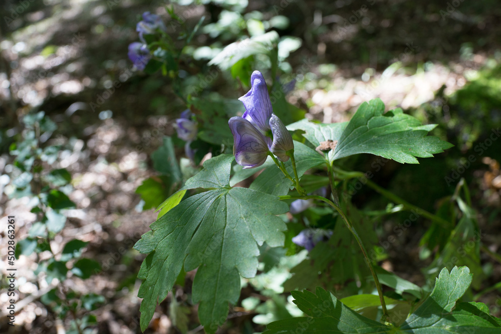 wild aconite flower in forest