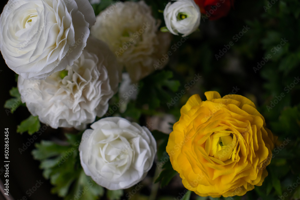 yellow and white flowers in the garden yellow and white flowers in the garden
