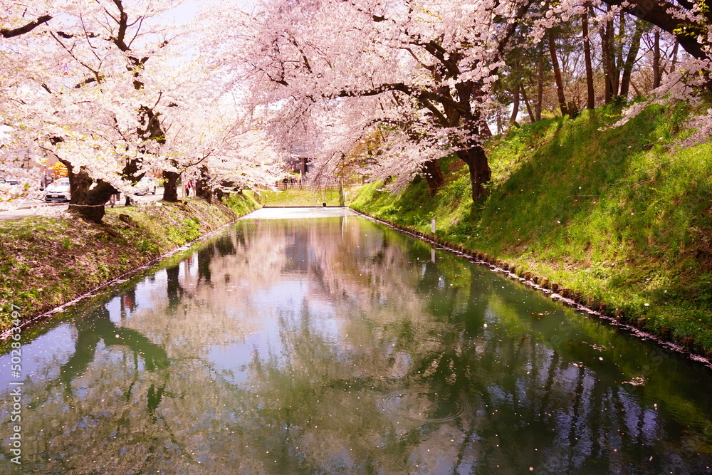 Line of Pink Sakura or Cherry Blossom Flower Tree and Moat of Hirosaki Castle in Aomori, Japan - 日本 青森 弘前城 北濠 桜 並木道 Line of Pink Sakura or Cherry Blossom Flower Tree and Moat of Hirosaki Castle in Aomori, Japan - 日本 青森 弘前城 北濠 桜 並木道