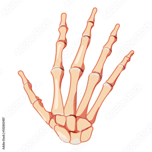 Hands Skeleton Human front back view. Set of carpals, wrist, metacarpals, phalanges. Anatomically correct 3D realistic flat natural color concept Vector illustration isolated on white background