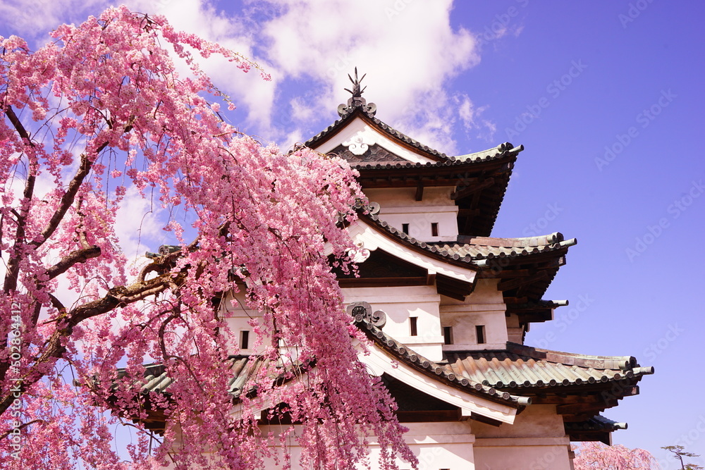 Hirosaki Castle surrounded by Pink Sakura or Cherry Blossom in Aomori, Japan - 日本 青森 弘前城 桜の花 Hirosaki Castle surrounded by Pink Sakura or Cherry Blossom in Aomori, Japan - 日本 青森 弘前城 桜の花