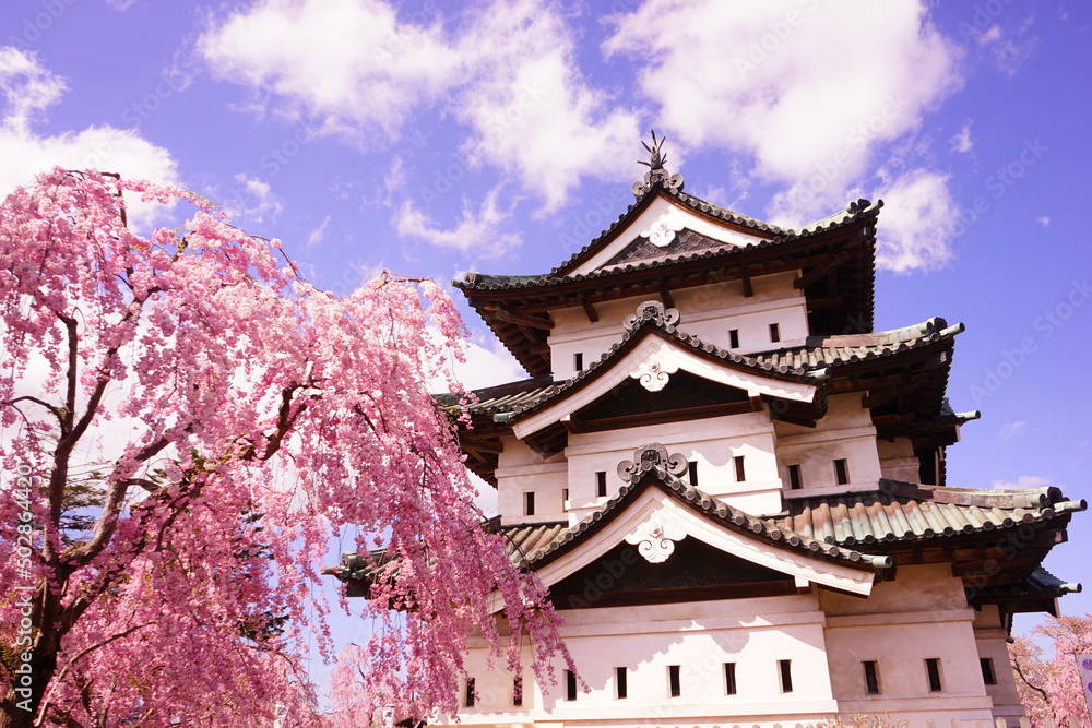 Hirosaki Castle surrounded by Pink Sakura or Cherry Blossom in Aomori, Japan - 日本 青森 弘前城 桜の花 Hirosaki Castle surrounded by Pink Sakura or Cherry Blossom in Aomori, Japan - 日本 青森 弘前城 桜の花