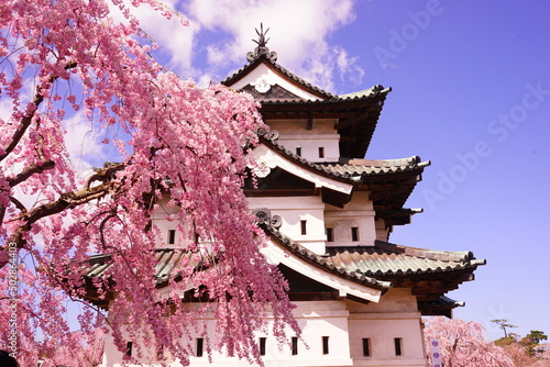 Hirosaki Castle surrounded by Pink Sakura or Cherry Blossom in Aomori, Japan - 日本 青森 弘前城 桜の花 photo
