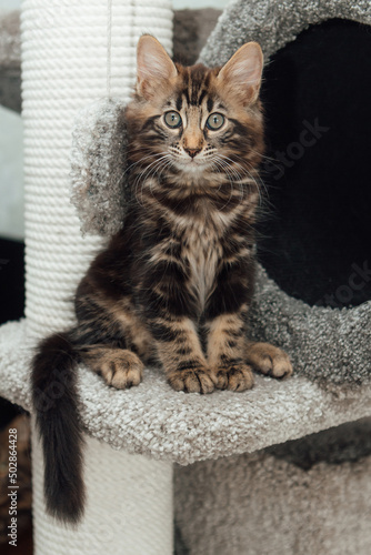 Young marble longhair bengal cat sitting on a soft cat's shelf of a cat's house.