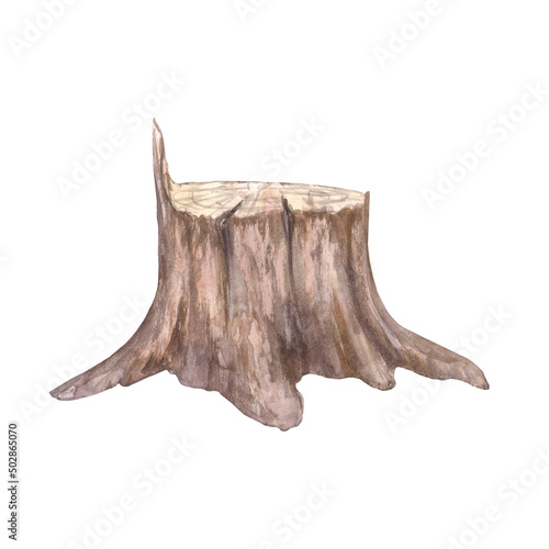 Stump  cut wood  isolated on a white background. Painted by hand in watercolor.