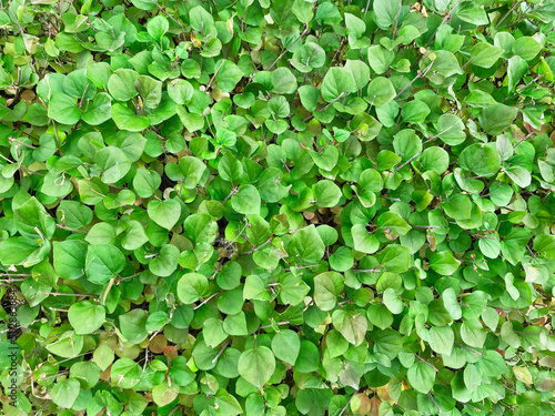 Fototapeta leafy hedge garden wild shrub groundcover foliage leaf closeup nature shrubs shr