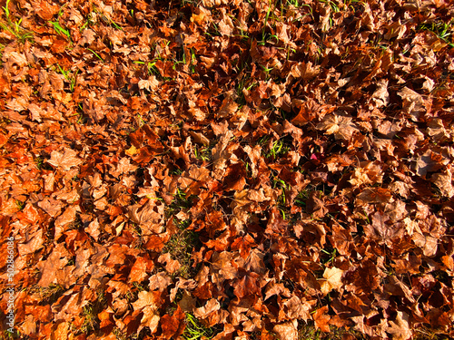 groundcover fall autumn leaf leaves golden shade sunny overhead nature season