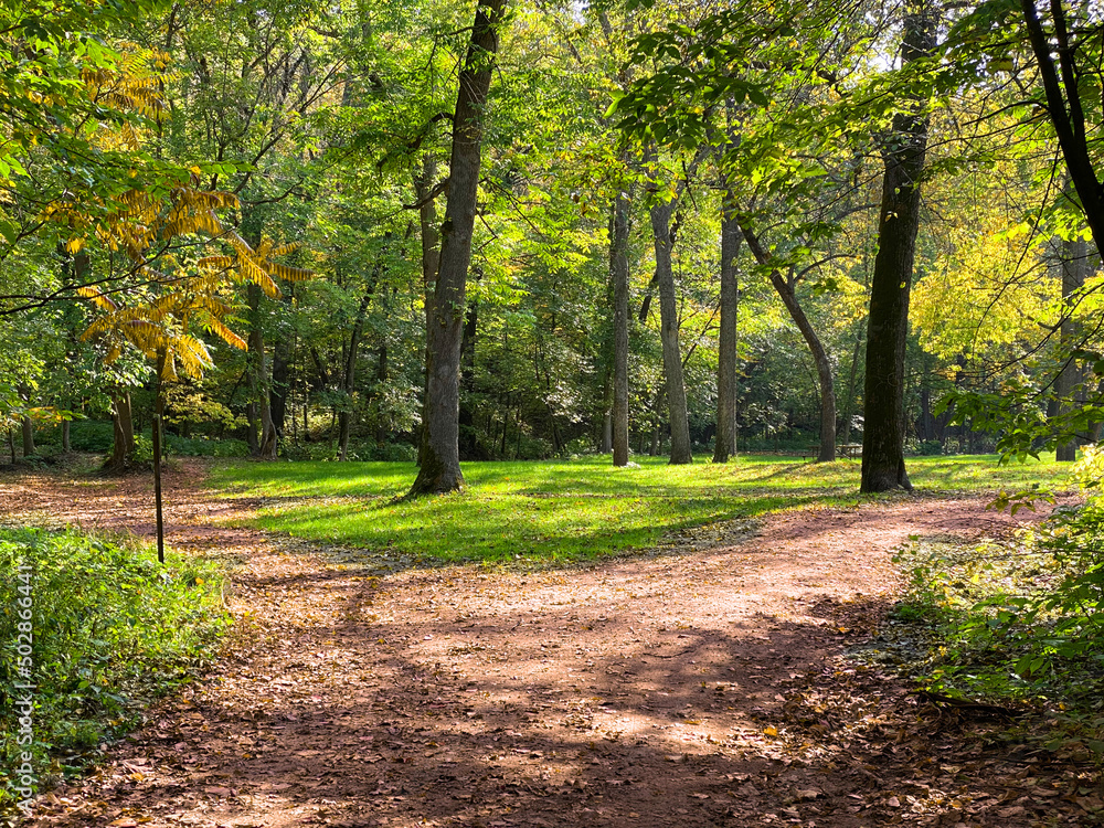 Fototapeta premium sunshine footpath forest hiking trail nature hikers adventure path shadow shade hike walkway crossroads