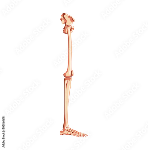 Human Pelvis with leg Skeleton side view with hip bone, thighs, foot, femur, knee, tibia. Anatomically correct 3D realistic flat natural color concept Vector illustration isolated on white background