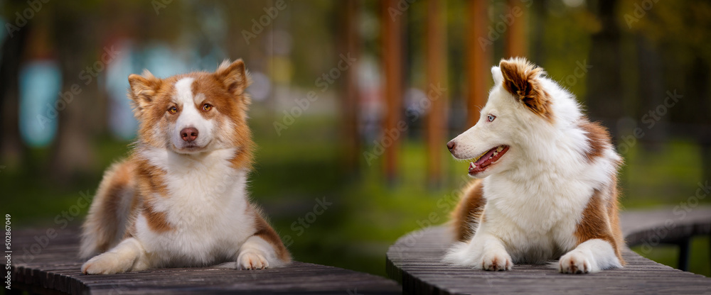 Red white laika dogs outdoors. Red white laika dogs outdoors.