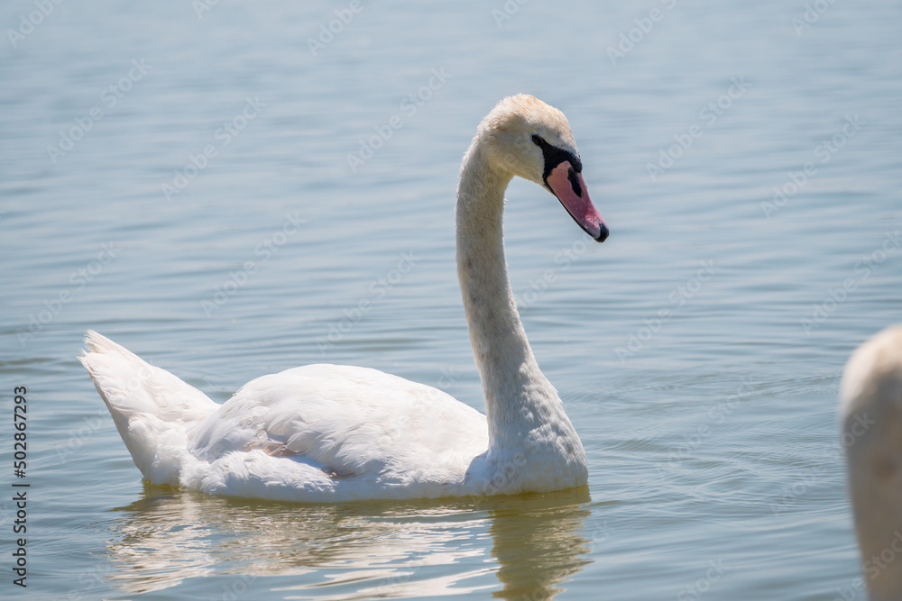 Graceful white Swan swimming in the lake, swans in the wild. Portrait of a white swan swimming on a lake. Graceful white Swan swimming in the lake, swans in the wild. Portrait of a white swan swimming on a lake.