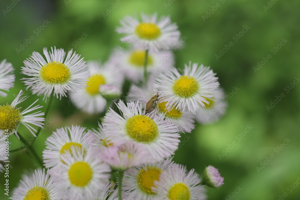 Fototapeta premium daisies in the garden