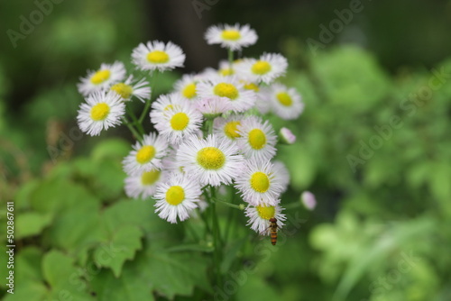 daisies in the garden