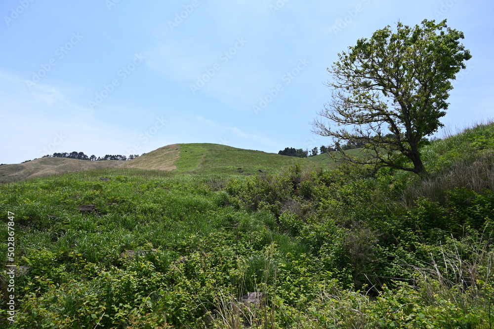 静岡県賀茂郡東伊豆町稲取にある細野高原の木々と緑の林