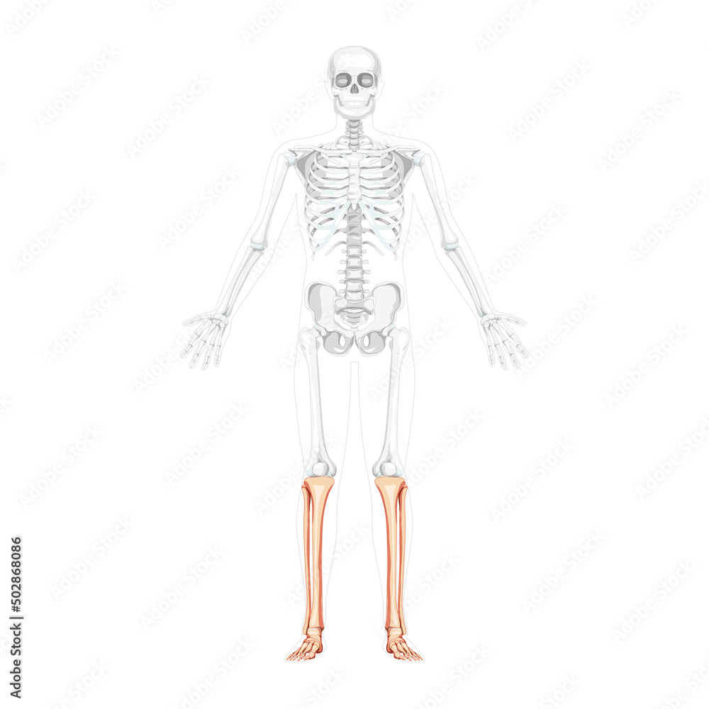 Skeleton leg tibia, fibula, Foot, ankle Human front view with two arm open poses with partly transparent bones position. Anatomically correct realistic flat natural color Vector illustration isolated