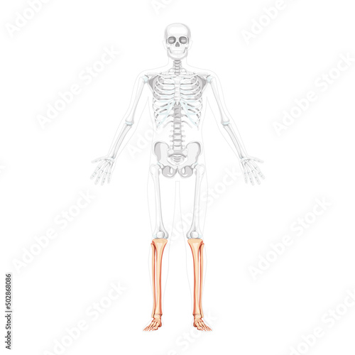 Skeleton leg tibia, fibula, Foot, ankle Human front view with two arm open poses with partly transparent bones position. Anatomically correct realistic flat natural color Vector illustration isolated