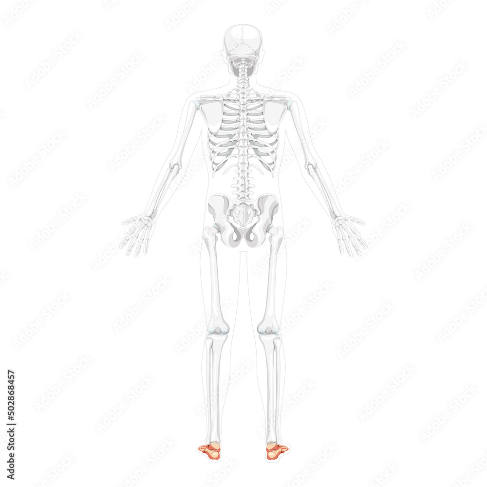 Skeleton Foot and ankle Bones Human back view with two arm open pose with partly transparent bones position.Realistic flat natural color Vector illustration of anatomy isolated on white background Skeleton Foot and ankle Bones Human back view with two arm open pose with partly transparent bones position.Realistic flat natural color Vector illustration of anatomy isolated on white background
