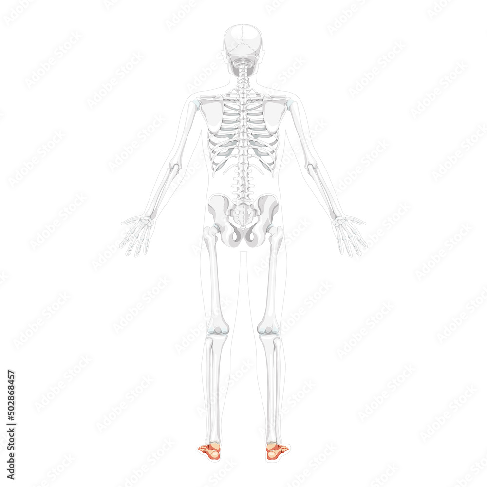 Skeleton Foot and ankle Bones Human back view with two arm open pose with partly transparent bones position.Realistic flat natural color Vector illustration of anatomy isolated on white background