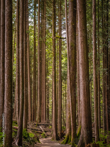 Hiking trail in fir forest. Forest trail scene. Woodland path