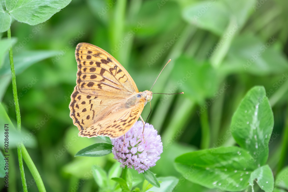 Obraz premium The dark green fritillary butterfly collects nectar on flower. Speyeria aglaja is a species of butterfly in the family Nymphalidae.