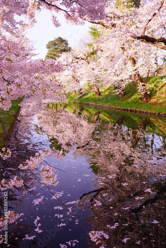 Fototapeta Naklejka Na Ścianę i Meble -  Pink Sakura or Cherry Blossom Tunnel and Moat of Hirosaki Castle in Aomori, Japan - 日本 青森 弘前城 西濠 桜のトンネル