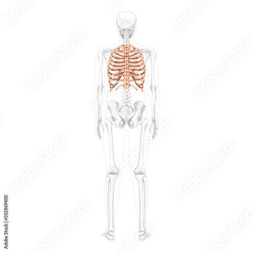 Rib cage Skeleton Human back view with partly transparent skeleton position. Anatomically correct realistic flat natural color concept Vector illustration of anatomy isolated on white background
