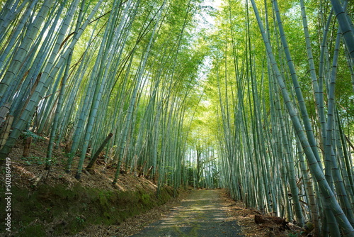 日本の竹林