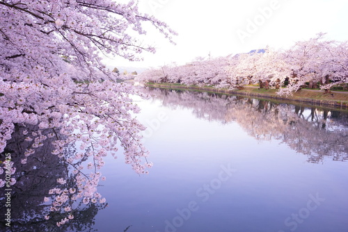 Foto Pink Sakura or Cherry Blossom Tunnel and Moat of Hirosaki Castle in Aomori, Japa