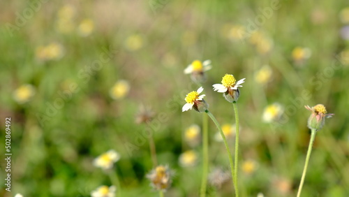 Selective focus tridax procumbens field, or known as coatbuttons, tridax daisy. photo
