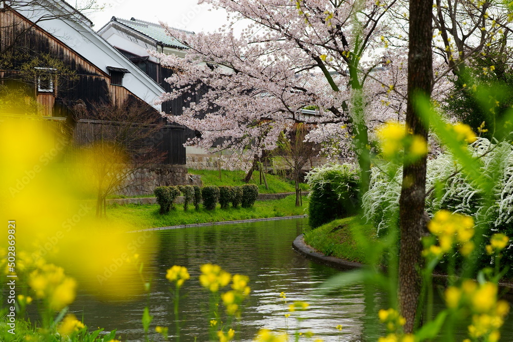 日本の桜お花見風景、和風の美