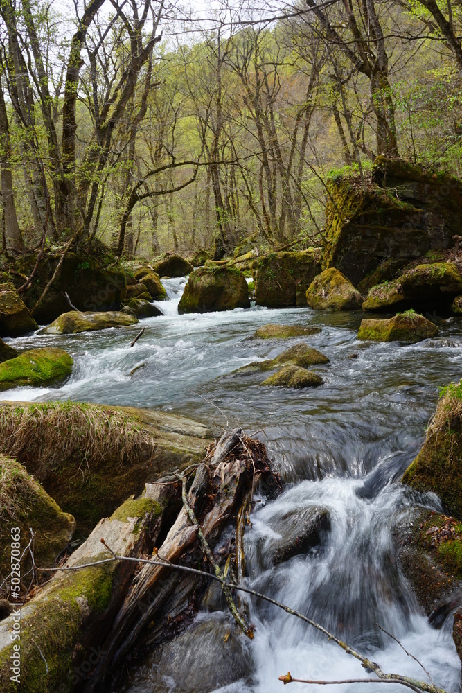 Fototapeta premium Fresh Green Trees of Oirase Gorge or Keiryu in Aomori, Japan - 日本 青森 十和田八幡平国立公園 奥入瀬渓流 阿修羅の流れ