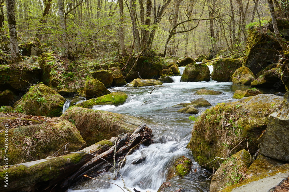 Fresh Green Trees of Oirase Gorge or Keiryu in Aomori, Japan - 日本 青森 十和田八幡平国立公園 奥入瀬渓流 阿修羅の流れ