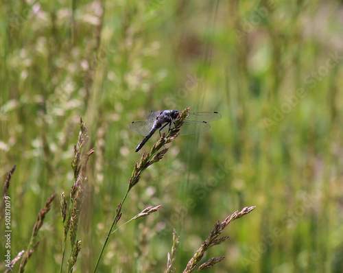 dragonfly on the grass © Katerina