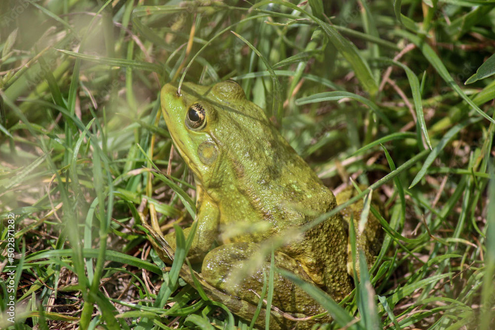 frog on the ground frog on the ground